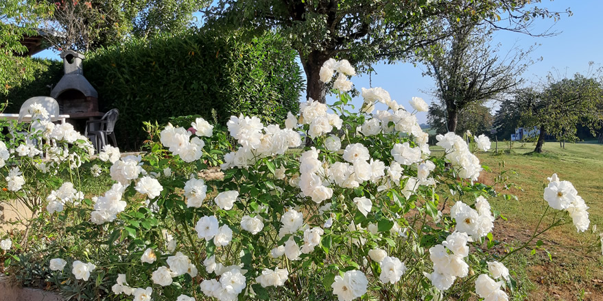 fleurs autour du gite